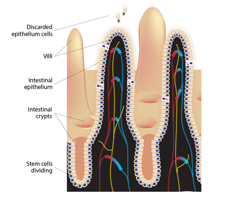 مکانیسم جدید سلول‌های بنیادی در روده